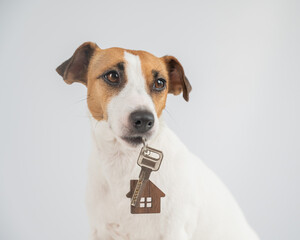 Jack Russell Terrier Dog Holding House Keys. 