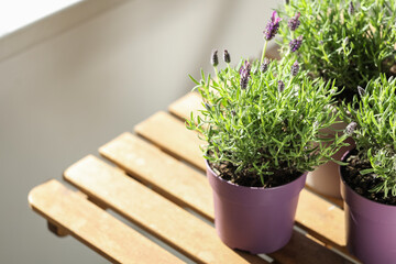Pots with lavender flowers on table at home
