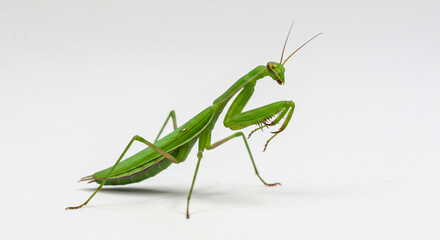 This realistic macro captures a praying mantis walking cautiously across a flat surface, ideal for studying its anatomy and natural motion.