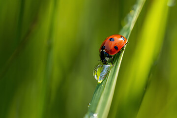 Beautiful red and black colored Asian Lady beetle or latin Harmonia axyridis on a green grass leaf in the beautiful morning light, good for multimedia content creation , generative ai