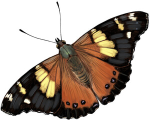 Yellow Admiral butterfly basking in sunlight, showcasing its striking yellow and brown patterned wings in a natural setting.