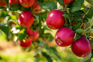 Apple orchard with red ripe apples on branches.Two rows of apple trees full of fruit seen under a blue sky nearly ready for picking.Apple orchard.Morning shot. generative ai	
