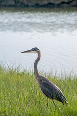 Great Blue Heron (Ardea herodias)