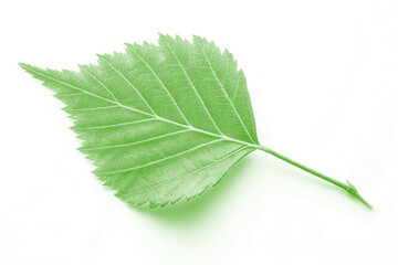 A vibrant green birch leaf overlay with detailed veins and a delicate stem, a perfect natural element. Transparent Background Png image Isolated on white background.