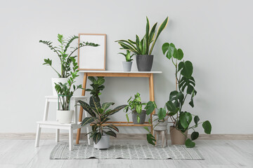 Bench with different houseplants and frame near white wall in room
