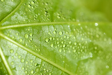 Macro view of green leaf with water drops
