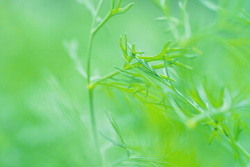 Macro close up of fresh dill greens with blurred green background