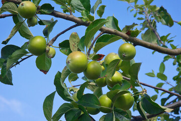 Looking up at a close up of green apples on a tree. The branches with hold the fruit have a blue sky in the background