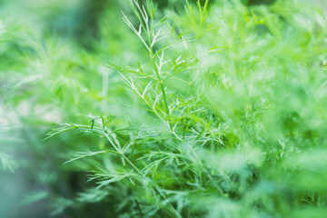 Bright macro image of dill plant leaves surrounded by blurry green background