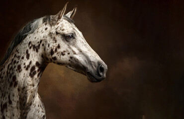 Conceptual portrait of Appaloosa leopard horse. Soft natural lighting, sharp focus, clean dark brown background, artistic composition with negative space.