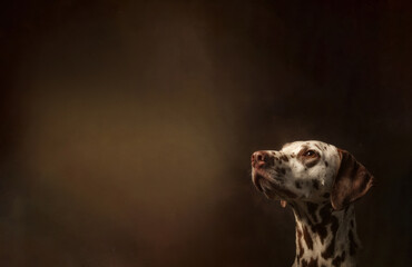 Conceptual portrait of dalmatian dog. Soft natural lighting, sharp focus, clean dark brown background, artistic composition with negative space.