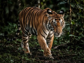 Obraz premium A fierce Bengal tiger prowls silently through a dark, dense tropical jungle, captured in a moment of intense focus. The lighting highlights its orange-black stripes and muscular build