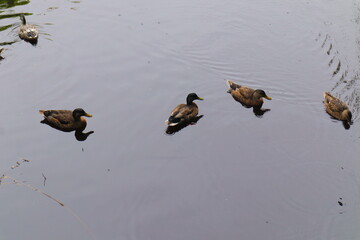 Group of wild ducks swimming peacefully on calm reflective water surface in natural outdoor habitat, serene wildlife scene perfect for nature, travel, and environmental photography concepts