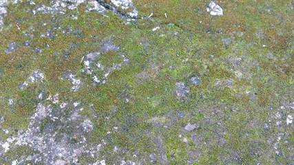 The surface of the cast is affected by moss corrosion, with a rough texture as an education on the type of moss or paint promotion.	