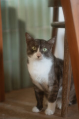 A playful and adorable cat