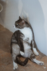 A playful and adorable cat