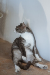 A playful and adorable cat