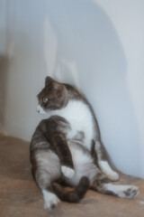 A playful and adorable cat