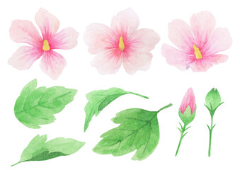 무궁화 수채화 일러스트