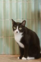 A playful and adorable cat