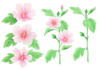 무궁화 수채화 일러스트