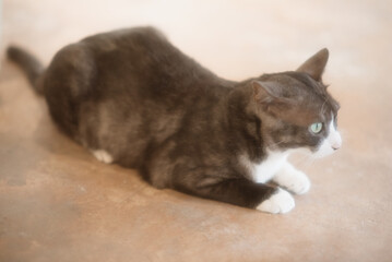 A playful and adorable cat