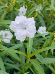 white flowers in the garden