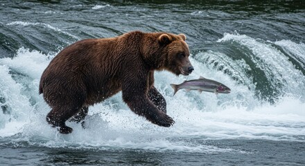 Brown Bear Hunting Salmon in Rushing River Water