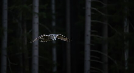 Great Grey Owl in Flight Against Forest Background