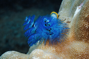 Indo-Pacific Christmas Tree Worms (Spirobranchus corniculatus)