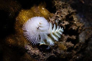 Indo-Pacific Christmas Tree Worms (Spirobranchus corniculatus)
