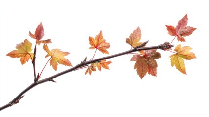 Fototapeta premium Fresh spring branch with new leaves.