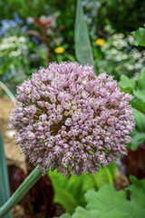 Allium blossom