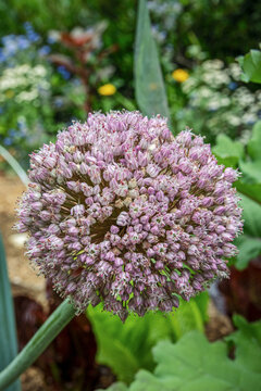 Allium blossom