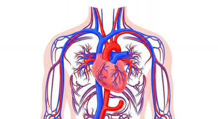 Detailed Human Circulatory System with Red Heart and Blue Red Blood Vessels on White Background Anatomical Illustration