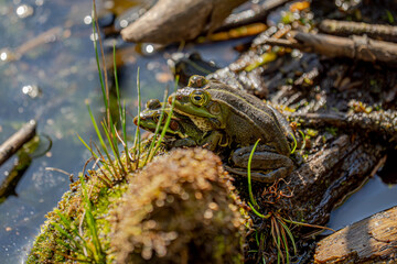 Zwei Frösche in trauter Zweisamkeit – direkt an der Wasserkante, eingerahmt von Moos und Sonnenlicht. Die Natur schreibt ihre eigenen Liebesgeschichten – manchmal laut quakend, manchmal still und beob