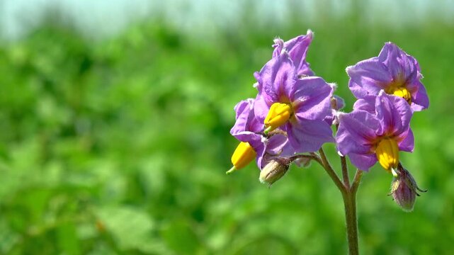 Potato flowers