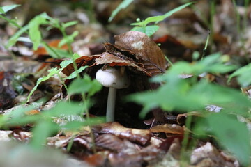 wilde Waldpilze in der Natur