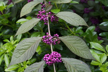 Vibrant Callicarpa japonica Branch Featuring Lush Green Foliage and Abundant Clusters of Deep Purple Berries.