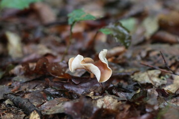 kleiner Pilz im Wald 