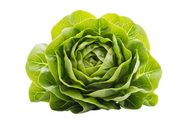 Fototapeta premium Fresh butter lettuce head isolated on transparent background