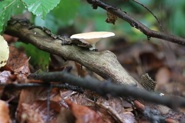 wilde Waldpilze in der Natur