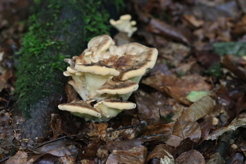 Baumpilze im Wald 