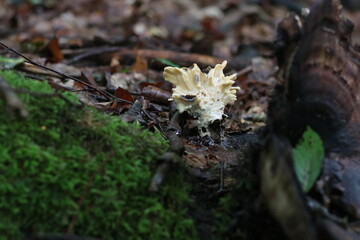 Baumpilze im Wald 
