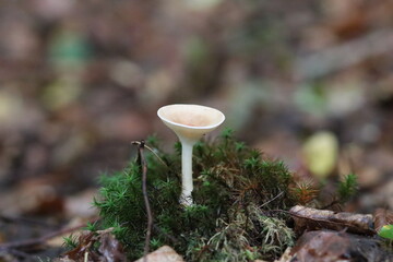 wilde Waldpilze in der Natur