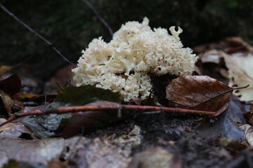 Krause Glucke, essbarer Waldpilz