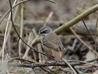 White-browed Scrubwren (Sericornis frontalis) perched on a branch with bokeh background