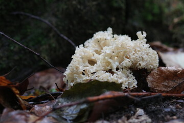 Krause Glucke, essbarer Waldpilz