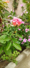 pink rose in the garden #pink Damask Rose