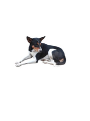 The dog is sitting with white background